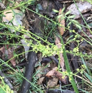 Stackhousia viminea at Harolds Cross, NSW - 15 Jan 2022