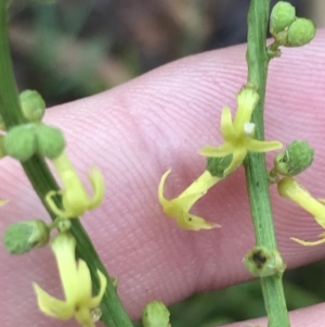 Stackhousia viminea at Harolds Cross, NSW - 15 Jan 2022