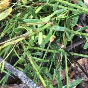 Stackhousia viminea at Harolds Cross, NSW - 15 Jan 2022