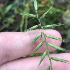 Australopyrum pectinatum (Comb Wheat Grass) at Harolds Cross, NSW - 14 Jan 2022 by Tapirlord