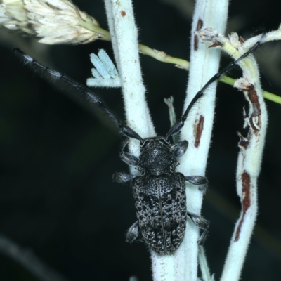Ancita sp. (genus) (Longicorn or longhorn beetle) at Paddys River, ACT - 11 Jan 2022 by jbromilow50