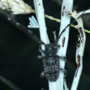 Ancita sp. (genus) (Longicorn or longhorn beetle) at Paddys River, ACT by jbromilow50