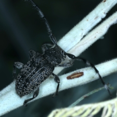 Ancita sp. (genus) at Paddys River, ACT - 12 Jan 2022 10:35 AM