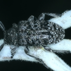 Ancita sp. (genus) at Paddys River, ACT - 12 Jan 2022