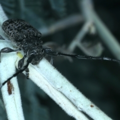 Ancita sp. (genus) at Paddys River, ACT - 12 Jan 2022