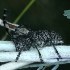 Ancita sp. (genus) at Paddys River, ACT - 12 Jan 2022