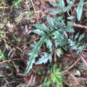 Arrhenechthites mixtus at Captains Flat, NSW - 15 Jan 2022 10:06 AM