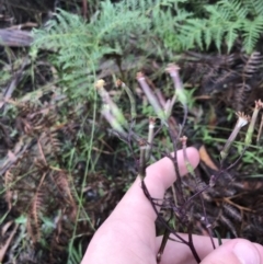 Arrhenechthites mixtus at Captains Flat, NSW - 15 Jan 2022 10:06 AM