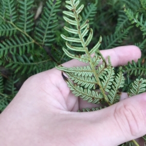 Pteridium esculentum at Harolds Cross, NSW - 15 Jan 2022 10:06 AM