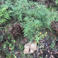 Pteridium esculentum at Harolds Cross, NSW - 15 Jan 2022 10:06 AM