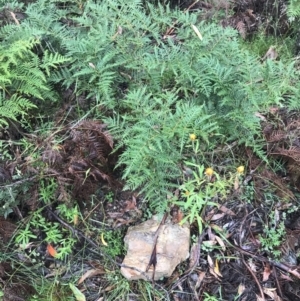 Pteridium esculentum at Harolds Cross, NSW - 15 Jan 2022