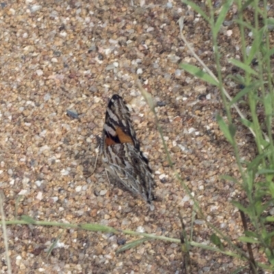 Vanessa kershawi (Australian Painted Lady) at The Pinnacle - 9 Jan 2022 by AlisonMilton