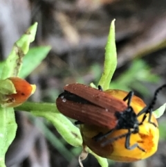 Porrostoma rhipidium (Long-nosed Lycid (Net-winged) beetle) at Harolds Cross, NSW - 14 Jan 2022 by Tapirlord