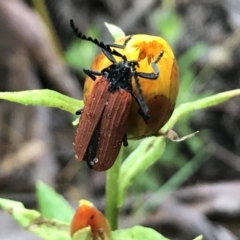 Porrostoma rhipidium at Harolds Cross, NSW - 15 Jan 2022