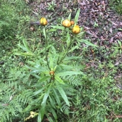 Xerochrysum bracteatum (Golden Everlasting) at Tallaganda State Forest - 14 Jan 2022 by Tapirlord