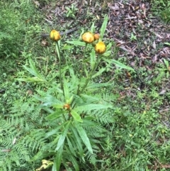 Xerochrysum bracteatum at Captains Flat, NSW - 15 Jan 2022 09:57 AM