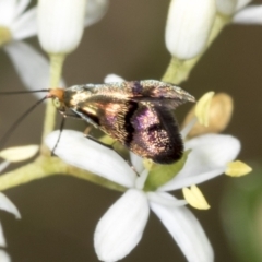 Nemophora sparsella (An Adelid Moth) at Hawker, ACT - 9 Jan 2022 by AlisonMilton