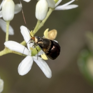 Nemophora sparsella at Hawker, ACT - 10 Jan 2022 09:38 AM