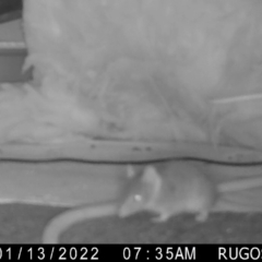 Antechinus flavipes (Yellow-footed Antechinus) at Yass River, NSW - 18 Jan 2022 by SenexRugosus