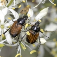 Phyllotocus navicularis (Nectar scarab) at Hawker, ACT - 10 Jan 2022 by AlisonMilton