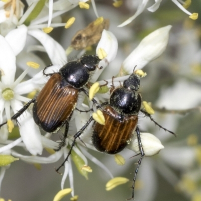 Phyllotocus navicularis (Nectar scarab) at The Pinnacle - 9 Jan 2022 by AlisonMilton
