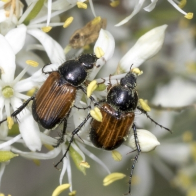 Phyllotocus navicularis (Nectar scarab) at The Pinnacle - 10 Jan 2022 by AlisonMilton