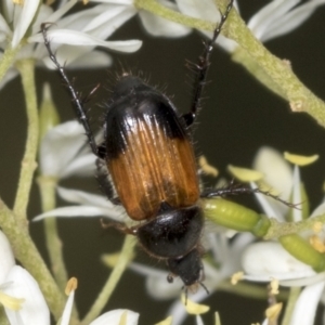 Phyllotocus navicularis at Hawker, ACT - 10 Jan 2022 09:44 AM