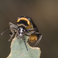 Chauliognathus lugubris (Plague Soldier Beetle) at Hawker, ACT - 10 Jan 2022 by AlisonMilton