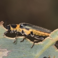 Chauliognathus lugubris at Hawker, ACT - 10 Jan 2022