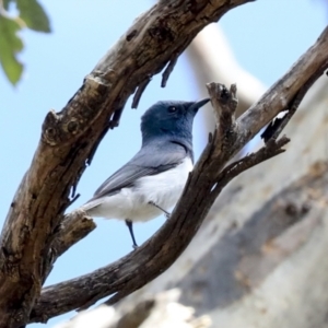 Myiagra rubecula at Hawker, ACT - 10 Jan 2022