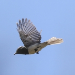 Myiagra rubecula at Hawker, ACT - 10 Jan 2022