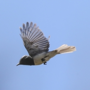 Myiagra rubecula at Hawker, ACT - 10 Jan 2022