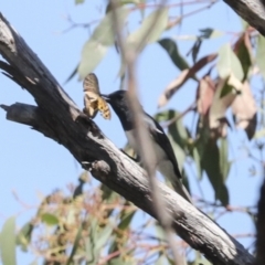 Myiagra rubecula at Hawker, ACT - 10 Jan 2022