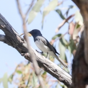 Myiagra rubecula at Hawker, ACT - 10 Jan 2022