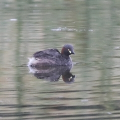 Tachybaptus novaehollandiae at Gungahlin, ACT - 14 Jan 2022