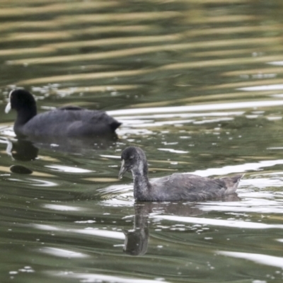 Fulica atra (Eurasian Coot) at Gungahlin, ACT - 14 Jan 2022 by AlisonMilton