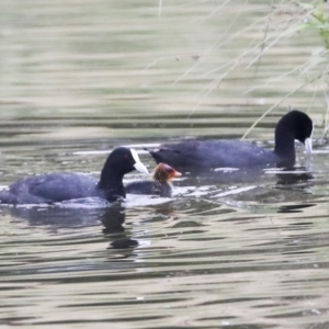 Fulica atra at Gungahlin, ACT - 14 Jan 2022 11:44 AM