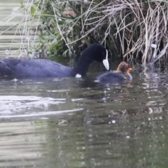 Fulica atra at Gungahlin, ACT - 14 Jan 2022 11:44 AM