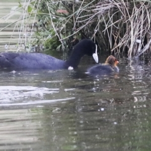 Fulica atra at Gungahlin, ACT - 14 Jan 2022