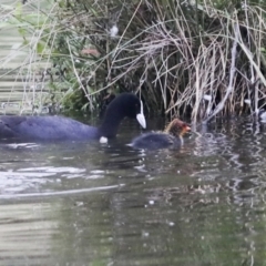 Fulica atra at Gungahlin, ACT - 14 Jan 2022 11:44 AM