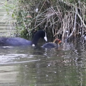 Fulica atra at Gungahlin, ACT - 14 Jan 2022