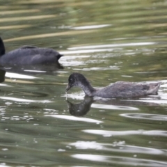 Fulica atra at Gungahlin, ACT - 14 Jan 2022