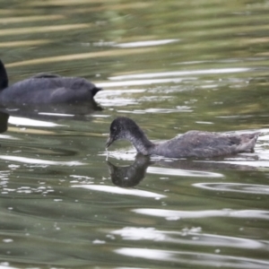 Fulica atra at Gungahlin, ACT - 14 Jan 2022 11:44 AM