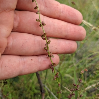 Haloragis heterophylla (Variable Raspwort) at Mount Majura - 16 Jan 2022 by WalterEgo