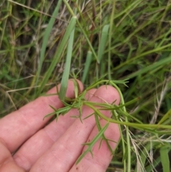 Haloragis heterophylla at Watson, ACT - 17 Jan 2022