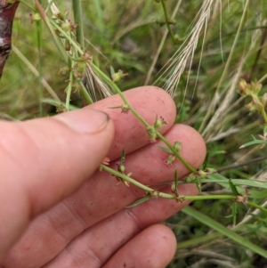 Haloragis heterophylla at Watson, ACT - 17 Jan 2022 10:57 AM