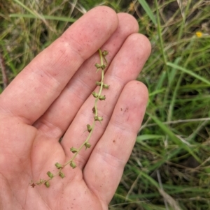 Haloragis heterophylla at Watson, ACT - 17 Jan 2022