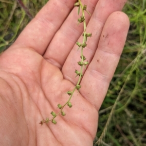 Haloragis heterophylla at Watson, ACT - 17 Jan 2022