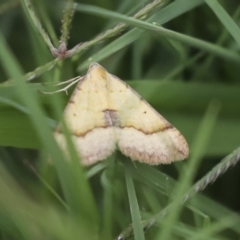 Anachloris subochraria (Golden Grass Carpet (Ennominae)) at Gungahlin, ACT - 14 Jan 2022 by AlisonMilton