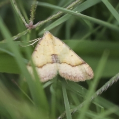 Anachloris subochraria (Golden Grass Carpet) at Gungahlin, ACT - 14 Jan 2022 by AlisonMilton